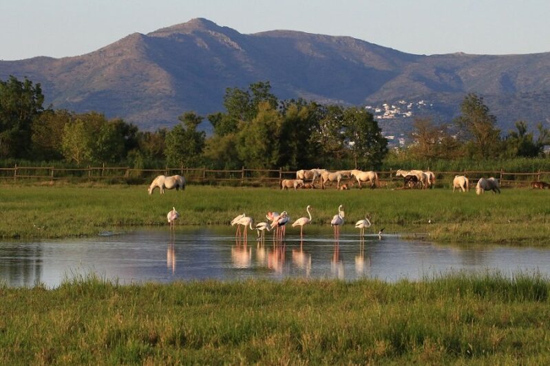Parc Natural dels Aiguamolls de l'Empordà